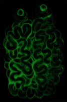 New brain - peinture phosphorescente sur toile